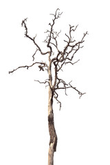 dead tree isolated on white background