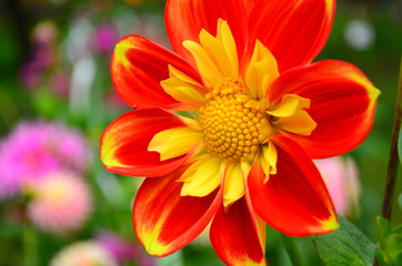 Orange-yellow dahlia (Dahlia hortensis)