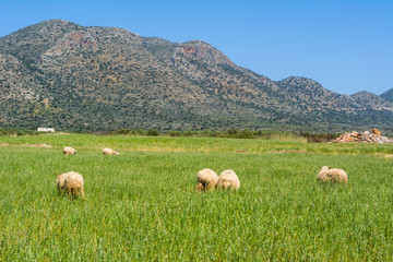 Fototapeta premium A flock of sheep grazing on spring grass surrounded by mountains. Crete, Greece.