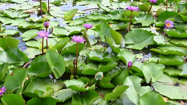 Lotus flowers in beautiful swamps 4K footage