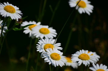White daisy (Bellis perennis)