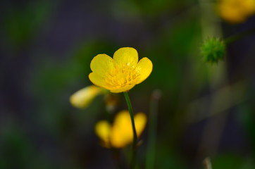 Obraz premium Buttercup (Ranunculus sp.)