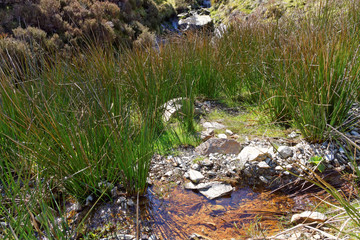 Source in the mountains of Snowdonia.