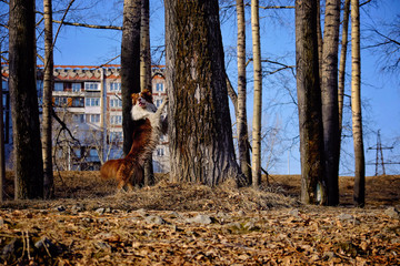 Australian Shepherd on a walk stands at deev ga hind legs