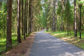 Asphalt road through the forest on a summer day