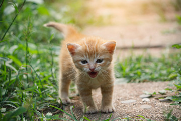 Naklejka na ściany i meble An adorable little red kitten playing outdoor. Portrait of red kitten in garden.