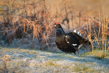 A profile portrait of a black grouse standing in the sunshine with its beak open calling