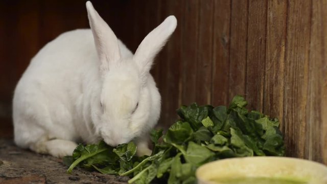 Cuter white rabbit feeding