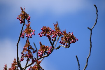 cherry tree in blossom