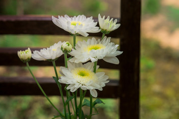 Branch of white chrysanthemums