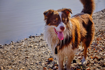 Australian on shepherd walk closeup