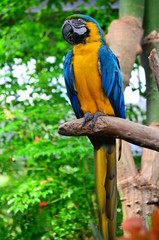 Blue Macaw (Ara ararauna)