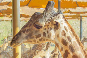 Fototapeta na wymiar Giraffes in the zoo up close look