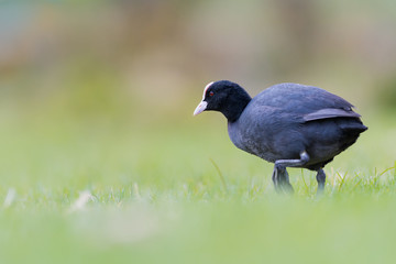 Eurasian coot walking in the grass, Latine Fulica atra. Blurry background, 