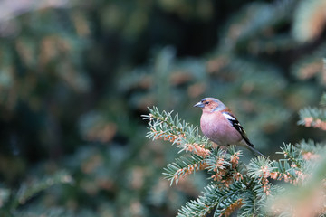 Robin bird on the branch, siting and singing