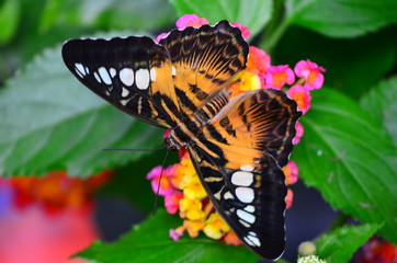 Fototapeta na wymiar Brown Clipper (Parthenos sylvia) butterfly