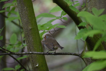 Robin on a branch