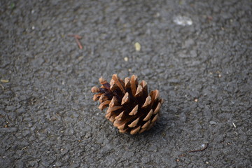 pine cone on the floor