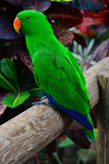 Green parrot (Eclectus roratus)