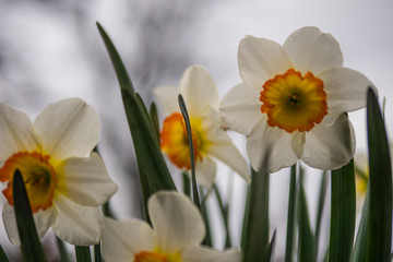 Fototapeta premium white daffodils close up