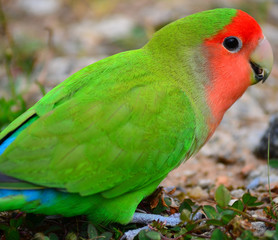 Peach-faced Lovebird  (Agapornis roseicollis)