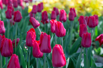 Spring, red tulips in dew drops on a flowerbed in a city park.