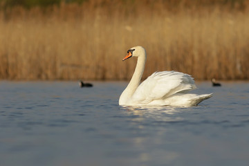 swan on the lake
