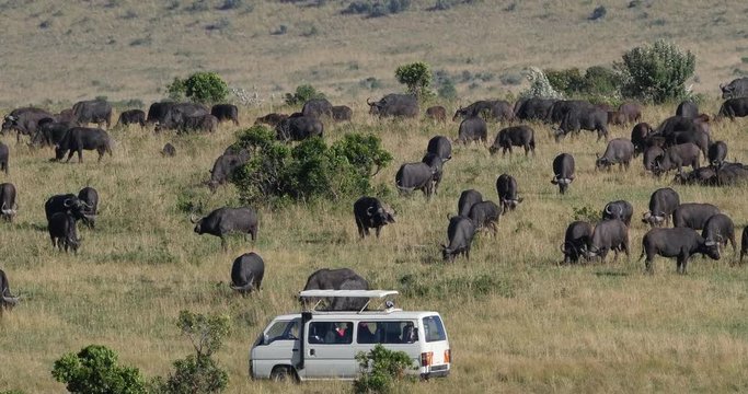 Photo Safari, African Buffalo, syncerus caffer, Herd in Savannah, Nairobi Park in Kenya, Real Time