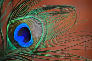 Peacock (Pavo cristatus)