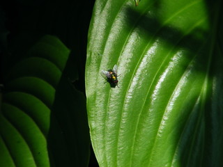 Green blowfly on leaf