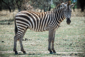 Animals of Africa © LucasIgnacio