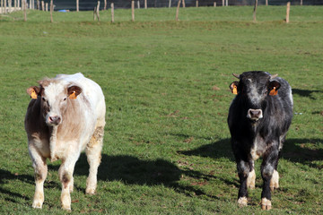 Deux vaches me regardent en Ardenne