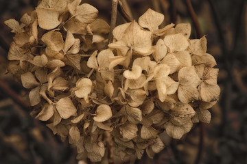 Dried Hydrangea Flower Forming a Heart Shape