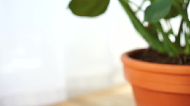 green house plant indoor video close up 