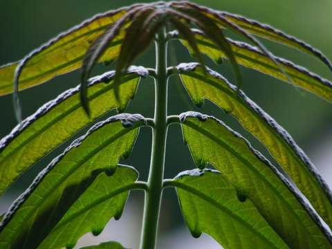 Smooth Sumac (Rhus Glabra) Leaves 