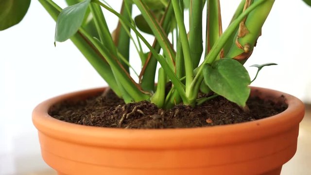 green house plant indoor video close up 