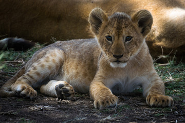 Animals of Africa