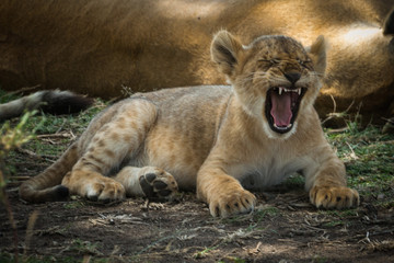 Naklejka premium Animals of Africa