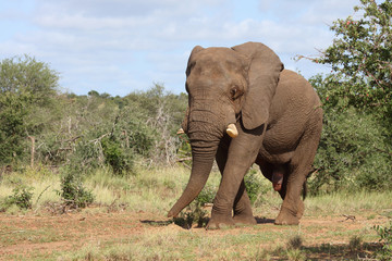 Afrikanischer Elefant / African elephant / Loxodonta africana