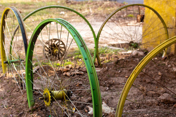 plants in the garden