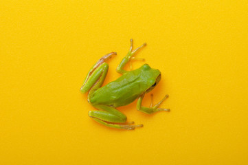 Green tree frog