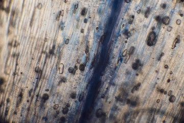 virale welt der kleinen dinge