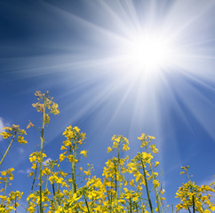 Fototapeta na wymiar closeup yellow rape flowers in the sparkle sun rays