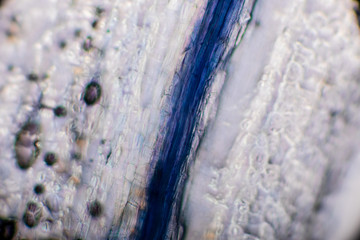 virale welt der kleinen dinge