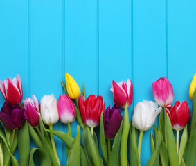tulips on blue wood
