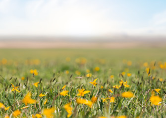 spring field with yellow wild tulip flowers