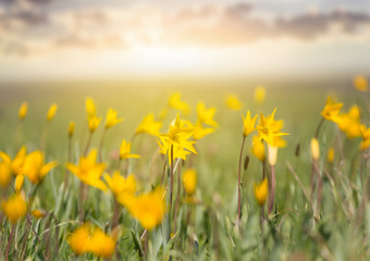 beautiful yellow wild tulip field at the sunset
