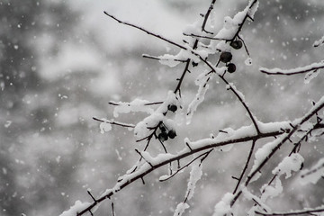 Branches in Snowfall