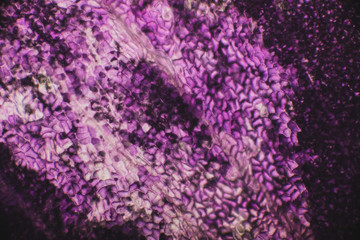 virale welt der kleinen dinge