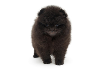 Little Pomeranian puppy